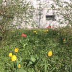 Beet mit Tulpen, Osterglocke vor Hauswand