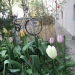 Tulpen, Fahrräder, Hauswand